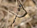 Slender Clubskimmer