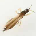 Bregmatothrips gracilis