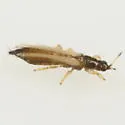Bregmatothrips gracilis - photo 2