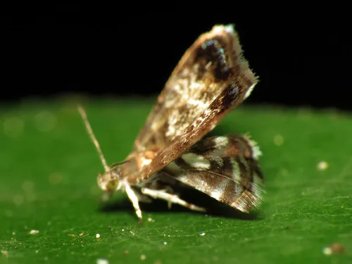 Peacock Brenthia Moth - photo 4