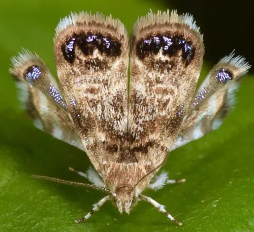 Peacock Brenthia Moth - photo 5
