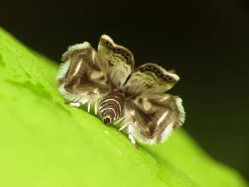 Peacock Brenthia Moth - photo 6