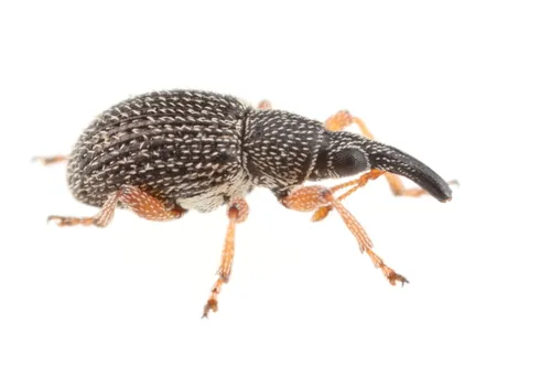 Primitive Weevils - Brentidae