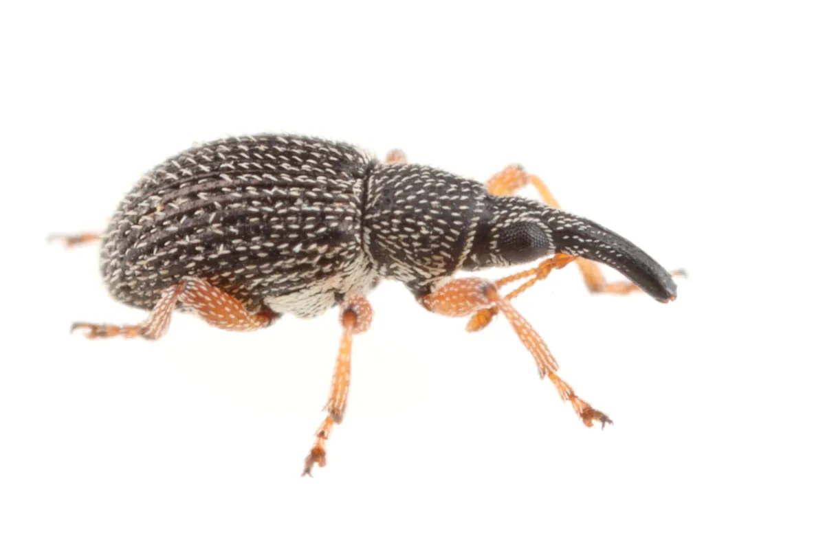 Primitive Weevils - photo 2