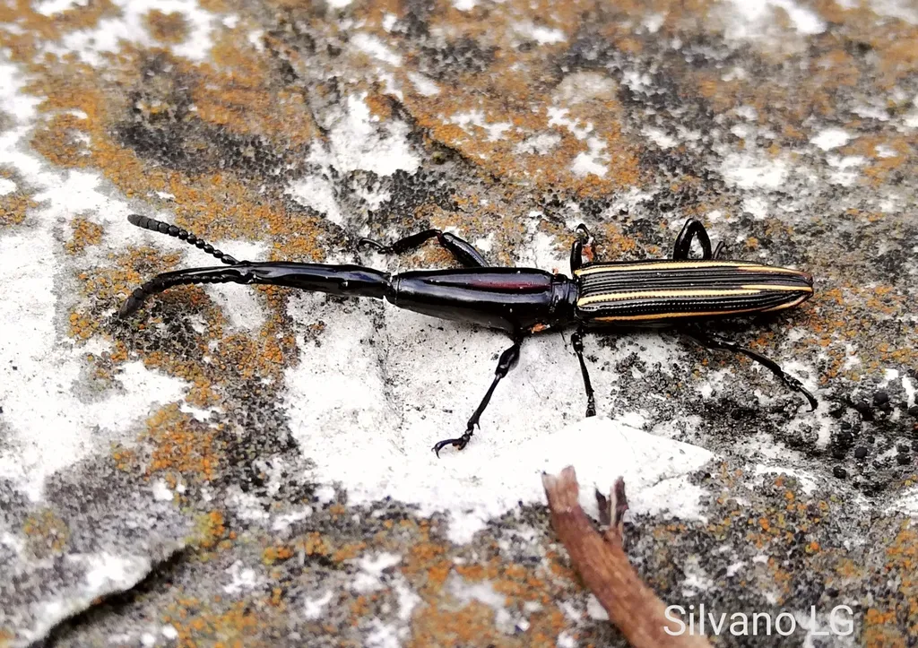 Brentus mexicanus - photo 2