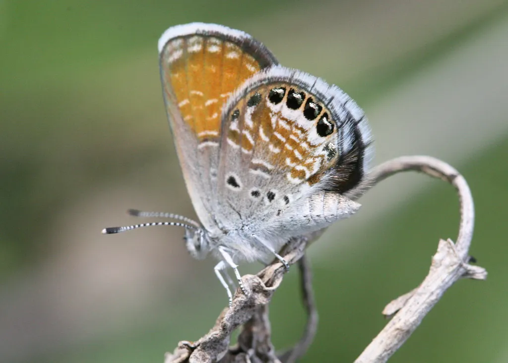 Western Pygmy-Blue - photo 2