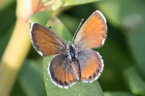 Western Pygmy-Blue - photo 4