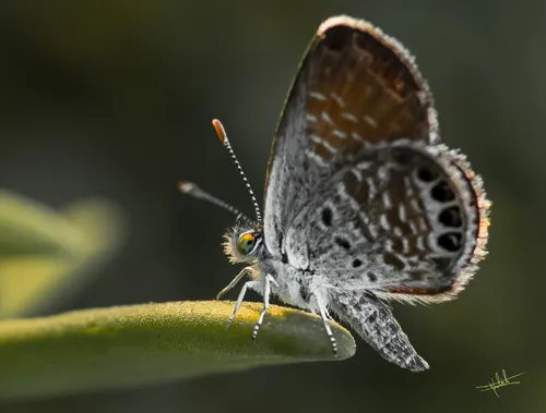 Western Pygmy-Blue - photo 5