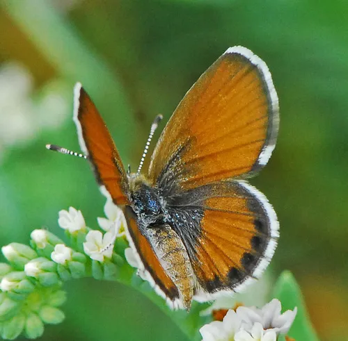 Western Pygmy-Blue - photo 6