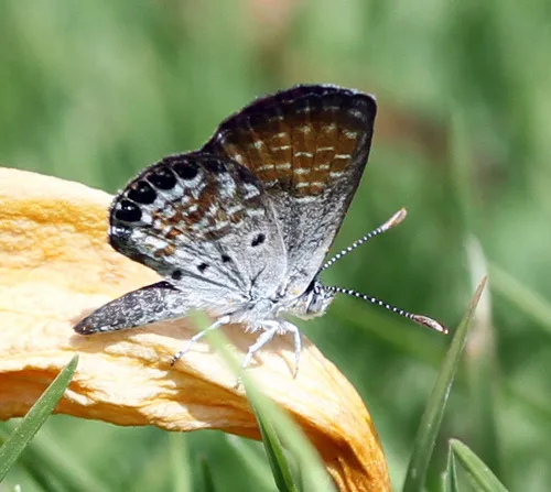 Western Pygmy-Blue - photo 7