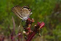 Eastern Pygmy-Blue - Hodges#4354