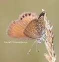 Eastern Pygmy-Blue - Hodges#4354 - photo 2
