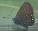 Eastern Pygmy-Blue - Hodges#4354 - photo 3