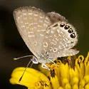 Eastern Pygmy-Blue - Hodges#4354 - photo 4