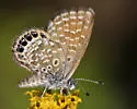 Eastern Pygmy-Blue - Hodges#4354 - photo 5