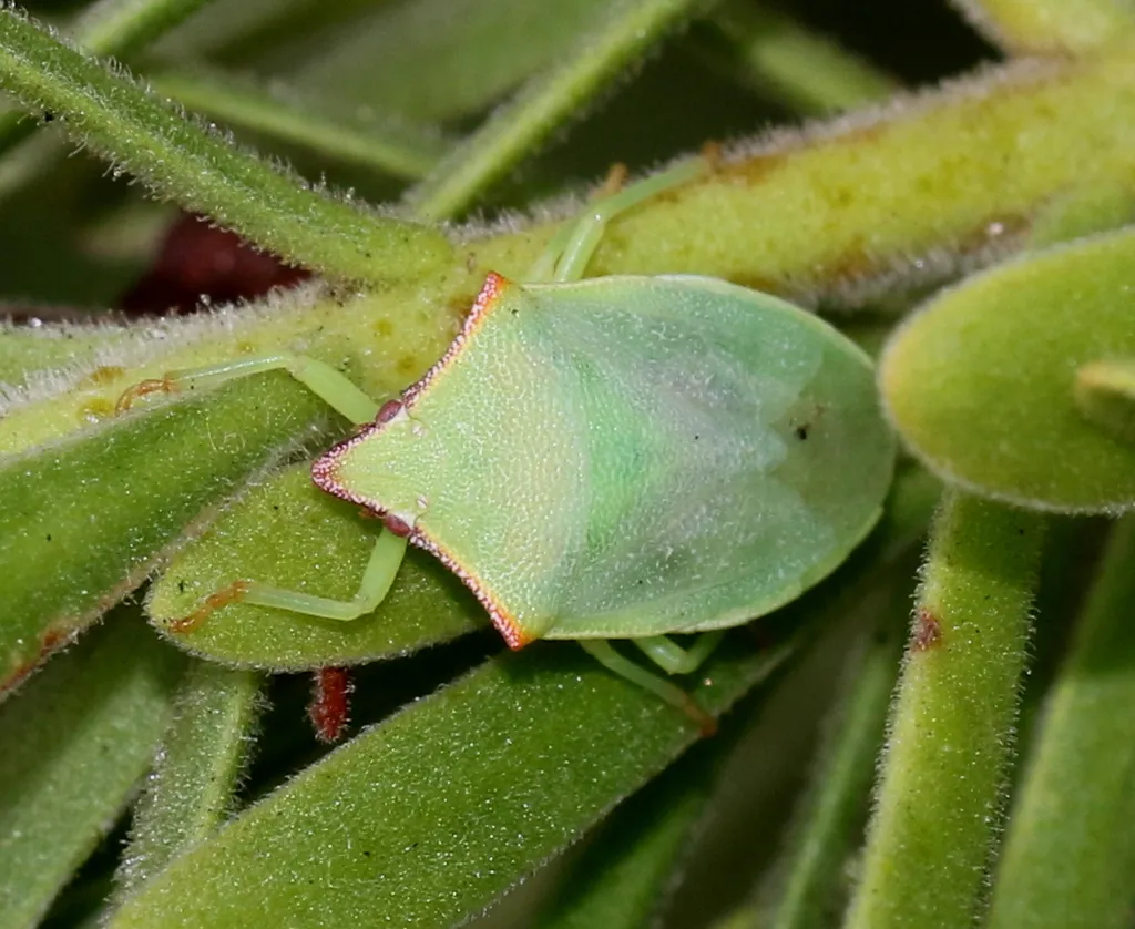 Brepholoxa heidemanni - photo 2