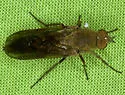 Breviperna placida