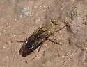 Breviperna placida - photo 2