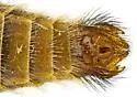 Breviperna placida - photo 5