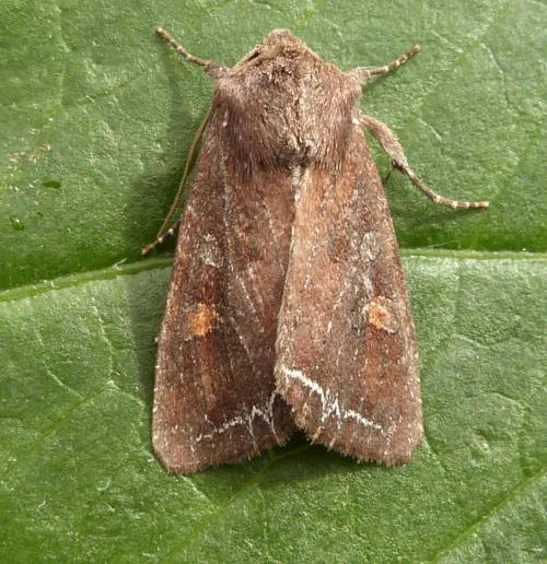 Bright-line Brown-eye