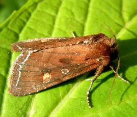 Bright-line Brown-eye - photo 2
