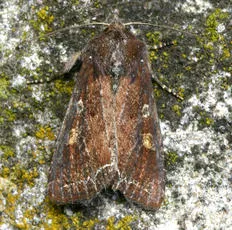 Bright-line Brown-eye - photo 3