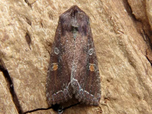 Bright-line Brown-eye - photo 4