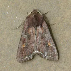Bright-line Brown-eye - photo 5