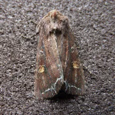 Bright-line Brown-eye - photo 7