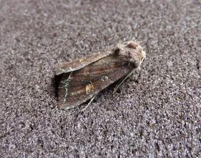 Bright-line Brown-eye - photo 8