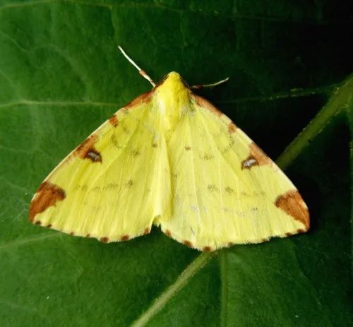 Brimstone Moth - photo 2