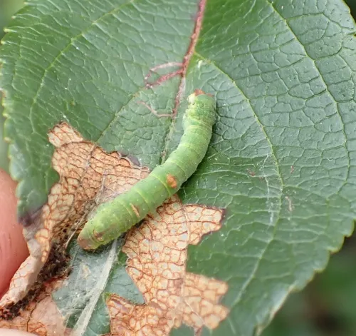 Brimstone Moth - photo 3