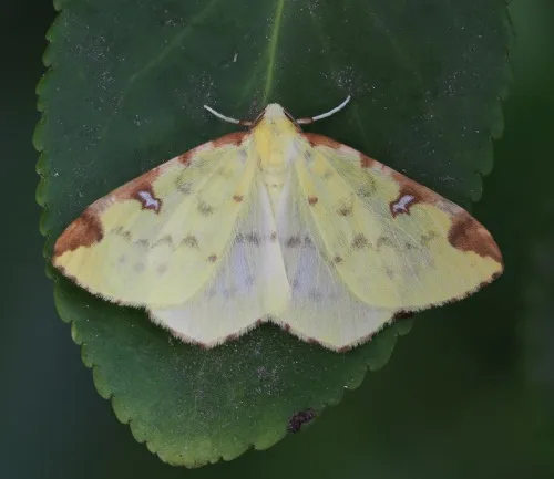 Brimstone Moth - photo 4