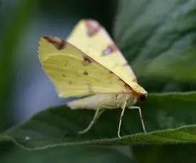 Brimstone Moth - photo 5