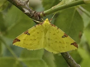 Brimstone Moth - photo 6