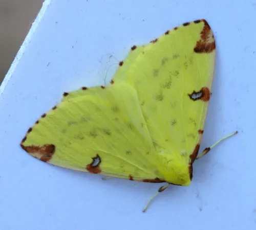 Brimstone Moth - photo 7