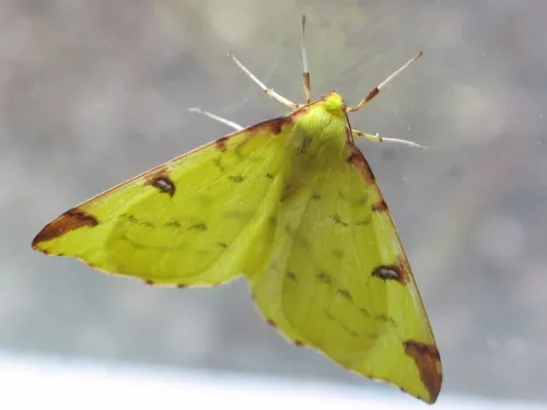 Brimstone Moth - photo 8