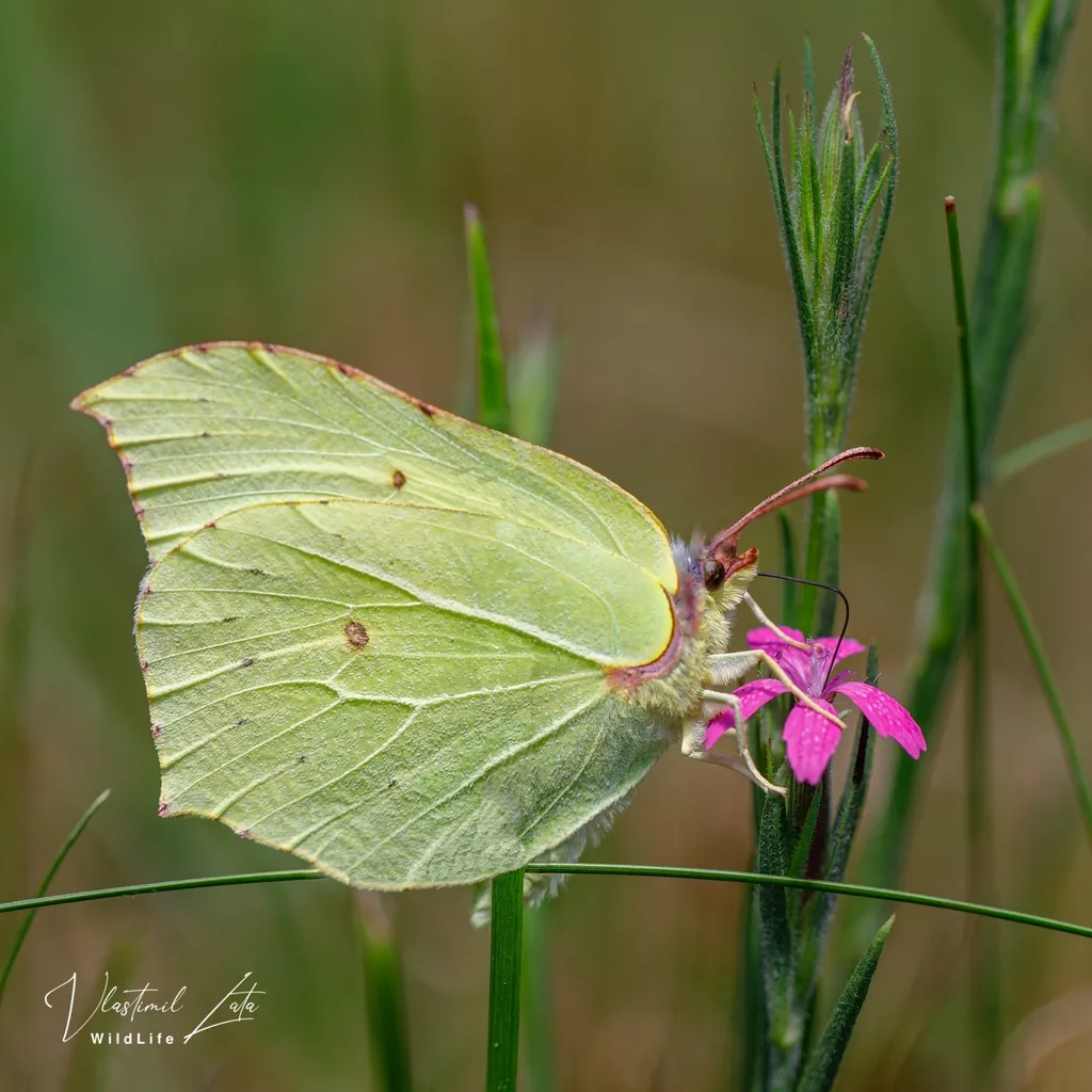 Brimstone - photo 2