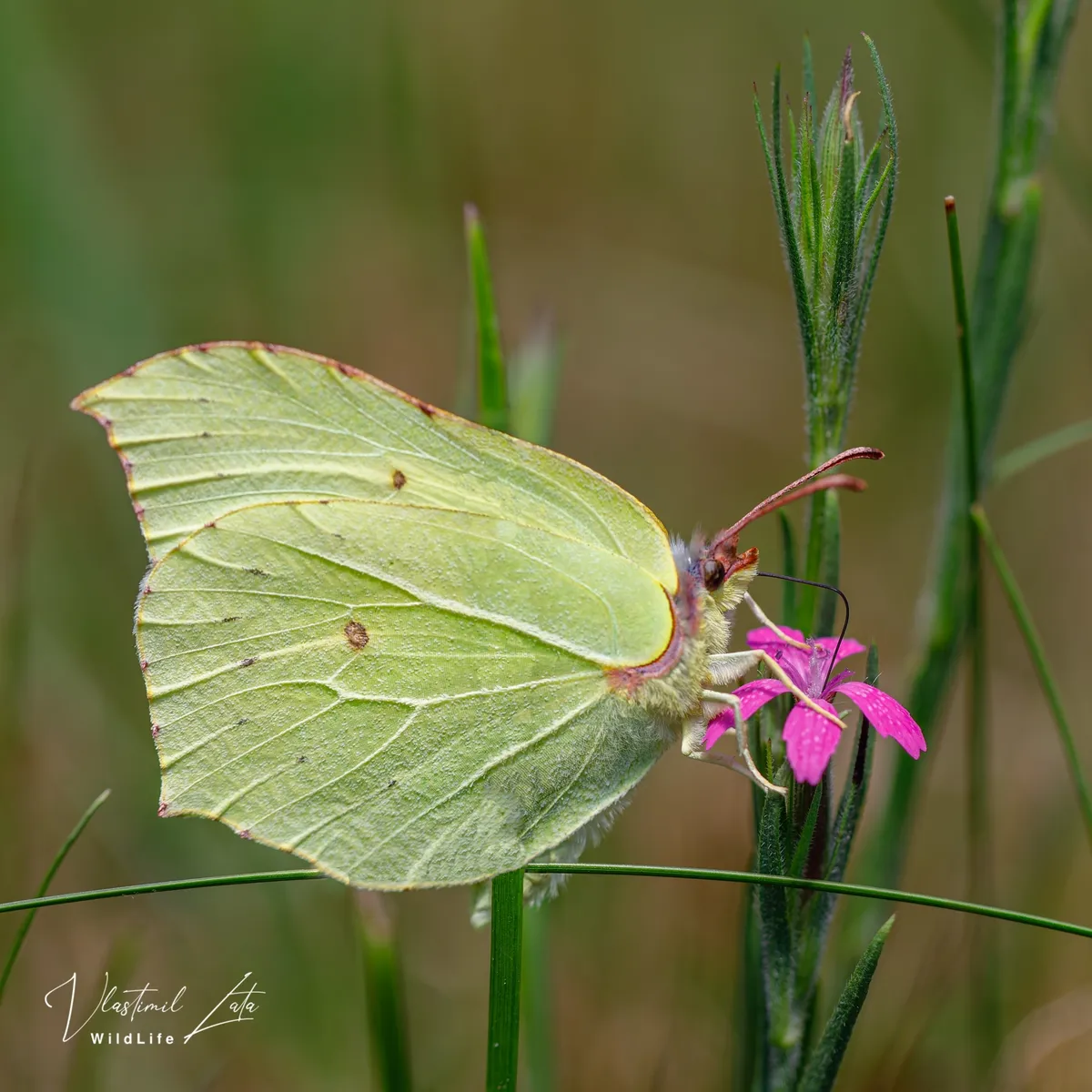 Brimstone - photo 3