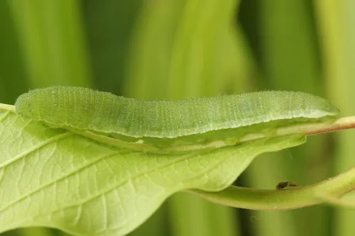 Brimstone - photo 4