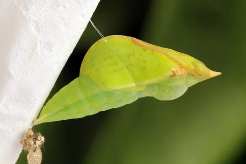 Brimstone - photo 5