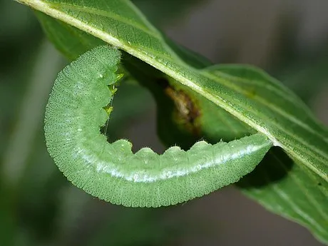 Brimstone - photo 6