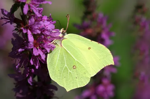 Brimstone - photo 7