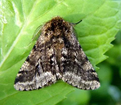 Brindled Beauty