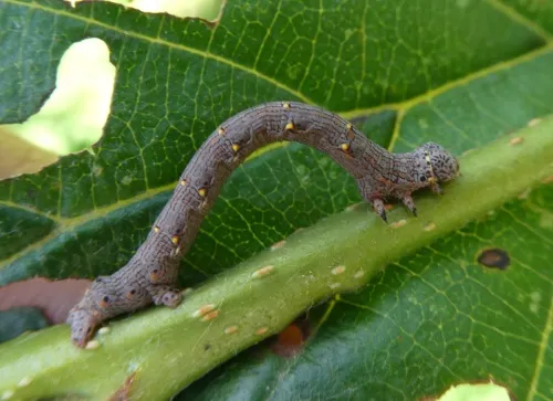 Brindled Beauty - photo 2