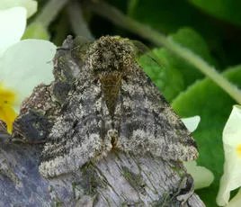 Brindled Beauty - photo 3