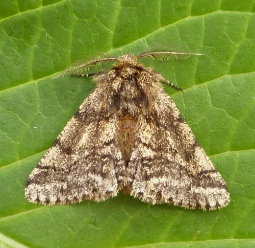 Brindled Beauty - photo 4