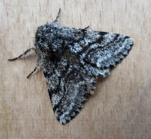 Brindled Beauty - photo 5