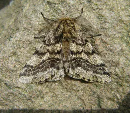 Brindled Beauty - photo 6