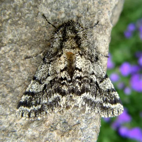 Brindled Beauty - photo 7